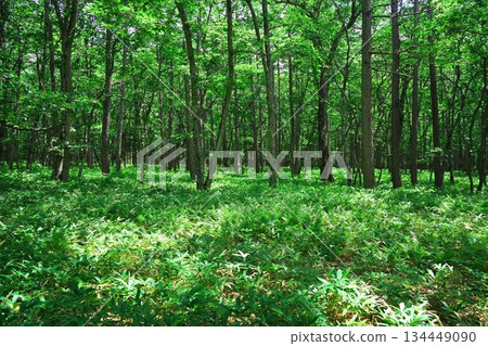 Summer Senjogahara: Forest of sunlight filtering through the trees Summer Senjogahara: Forest of sunlight filtering through the trees 134449090