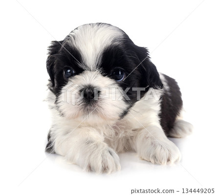 puppy Shih Tzu in studio 134449205