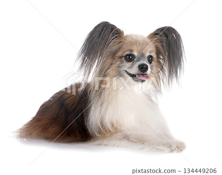 papillon dog in studio 134449206