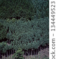 Kyoto Kitayama Cedar Tree Line 134449523
