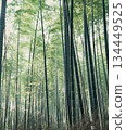 Bamboo forest in Sagano, Kyoto 134449525