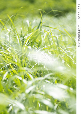 高原上閃耀著夏日青草的景象(小山京伽成) 高原上閃耀著夏日青草的景象(小山京伽成) 134449535