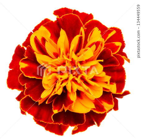 Red and yellow marigold flower (white background, single flower) Red and yellow marigold flower (white background, single flower) 134449559