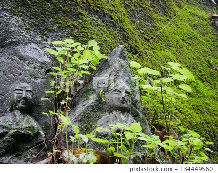 Stone Buddha statues and moss in the cut-through of Mt. Iwakuma (Yamaga City, Kumamoto Prefecture) 134449560
