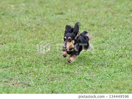 臘腸狗在狗狗跑道上玩耍 134449596