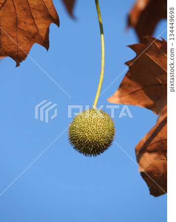 Fruit of the American sycamore (also known as sycamore) Fruit of the American sycamore (also known as sycamore) 134449698