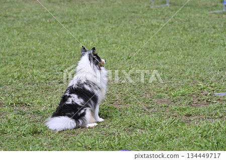 Sheltie playing in the dog run 134449717