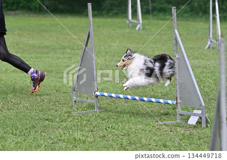 Sheltie playing in the dog run Sheltie playing in the dog run 134449718