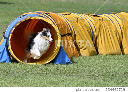 喜樂蒂牧羊犬在狗舍裡玩耍 喜樂蒂牧羊犬在狗舍裡玩耍 134449719