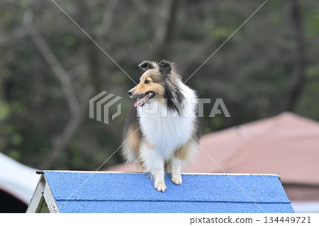 喜樂蒂牧羊犬在狗舍裡玩耍 134449721