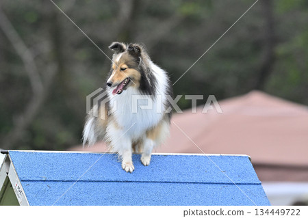 喜樂蒂牧羊犬在狗舍裡玩耍 喜樂蒂牧羊犬在狗舍裡玩耍 134449722