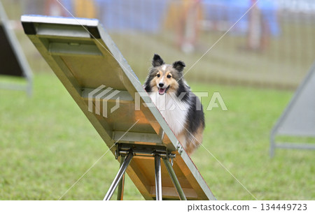 Sheltie playing in the dog run Sheltie playing in the dog run 134449723