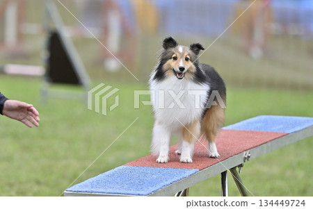 喜樂蒂牧羊犬在狗舍裡玩耍 喜樂蒂牧羊犬在狗舍裡玩耍 134449724