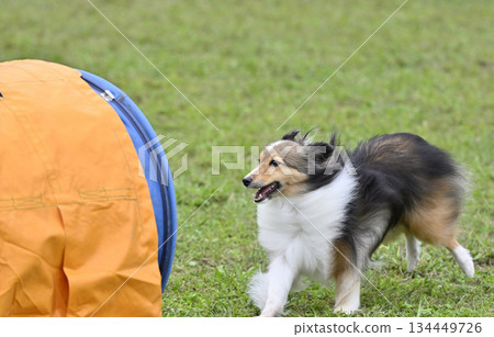 喜樂蒂牧羊犬在狗舍裡玩耍 喜樂蒂牧羊犬在狗舍裡玩耍 134449726