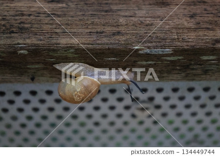 A snail (Okinawa Usukawamai) crawling on wood A snail (Okinawa Usukawamai) crawling on wood 134449744