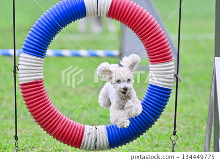 Smiling toy poodle jumping Smiling toy poodle jumping 134449775