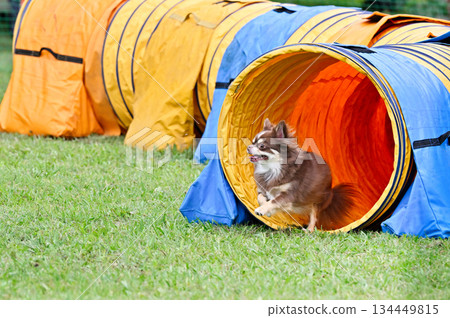 Chihuahua (Chocotan) playing in the dog run Chihuahua (Chocotan) playing in the dog run 134449815