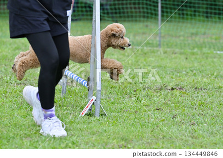 Toy poodle playing with dog run Toy poodle playing with dog run 134449846