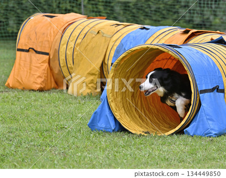 邊境牧羊犬玩狗跑 134449850