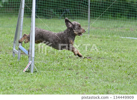 吉娃娃和貴賓犬(吉娃娃和貴賓犬的混種)在狗舍裡玩耍 吉娃娃和貴賓犬(吉娃娃和貴賓犬的混種)在狗舍裡玩耍 134449909