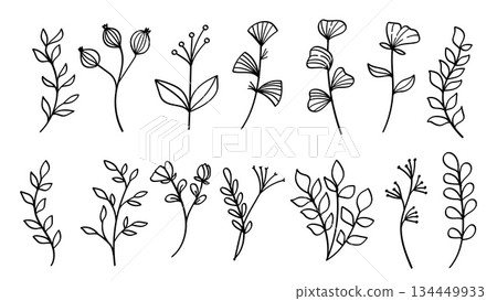 Black and white line art of various botanical elements including leaves and flowers. 134449933