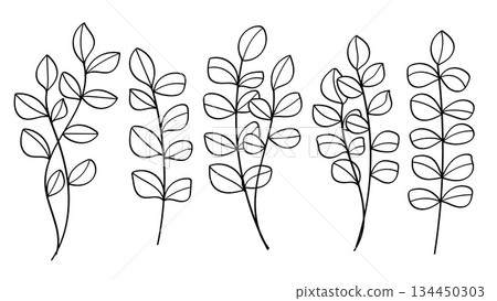 Eucalyptus Bundle Illustration Branch with Leaves Outline Hand Drawn Set.Vector Line Art Eucalyptus Bundle Illustration Branch with Leaves Outline Hand Drawn Set.Vector Line Art 134450303