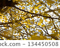 秋季：大槻銀杏 134450508