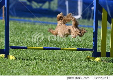 一隻馬爾濟斯犬和貴賓犬的混種犬(馬爾濟斯犬和貴賓犬的混種)在狗跑道裡玩耍 一隻馬爾濟斯犬和貴賓犬的混種犬(馬爾濟斯犬和貴賓犬的混種)在狗跑道裡玩耍 134450518