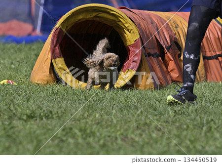 Woman playing with her dog, Chihuahua-Poodle, mixed breed (Chihuahua x Poodle) Woman playing with her dog, Chihuahua-Poodle, mixed breed (Chihuahua x Poodle) 134450519
