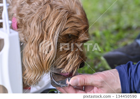 My beloved Maltipoo mixed breed (Maltese x Poodle) relaxing in a crate 134450590
