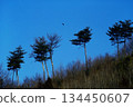 Pine forest and flying birds on Mount Akagi against the blue sky 134450607