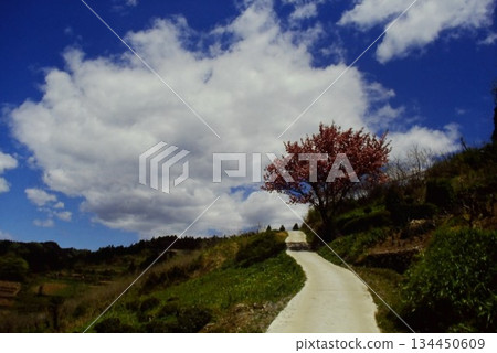 鄉村山坡的景色,藍天白雲。 鄉村山坡的景色,藍天白雲。 134450609