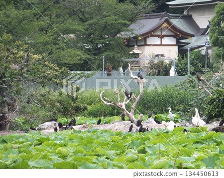 Shinobu池塘的野生鳥 Shinobu池塘的野生鳥 134450613