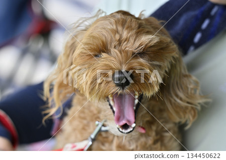 與一隻馬爾濟斯犬和貴賓犬的混種犬（馬爾濟斯犬和貴賓犬的混種犬）一起放鬆 134450622