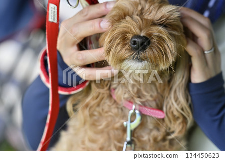與一隻馬爾濟斯犬和貴賓犬的混種犬（馬爾濟斯犬和貴賓犬的混種犬）一起放鬆 134450623