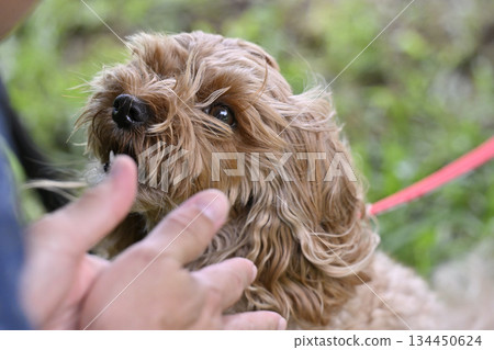 與一隻馬爾濟斯犬和貴賓犬的混種犬（馬爾濟斯犬和貴賓犬的混種犬）一起放鬆 134450624