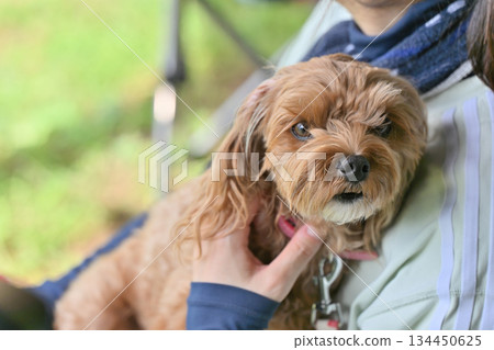 與一隻馬爾濟斯犬和貴賓犬的混種犬（馬爾濟斯犬和貴賓犬的混種犬）一起放鬆 134450625