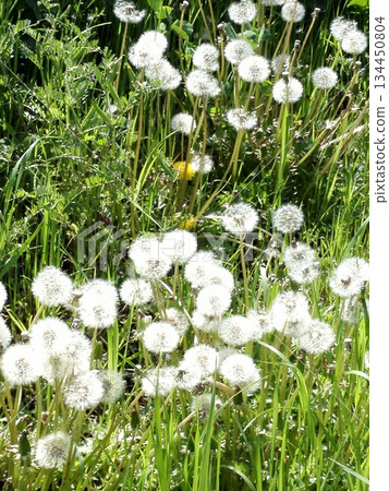 Dandelion fluff spreading across a spring meadow 134450804