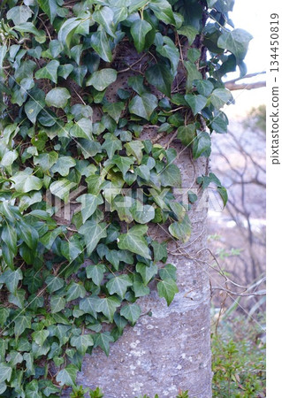 爬滿常春藤的樹幹 爬滿常春藤的樹幹 134450819