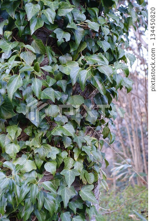 ivy clinging to a tree ivy clinging to a tree 134450820