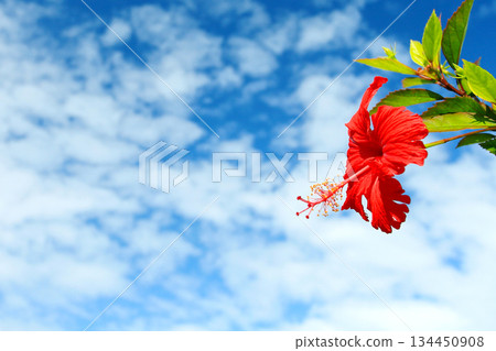 沖繩：藍天與紅芙蓉花 134450908