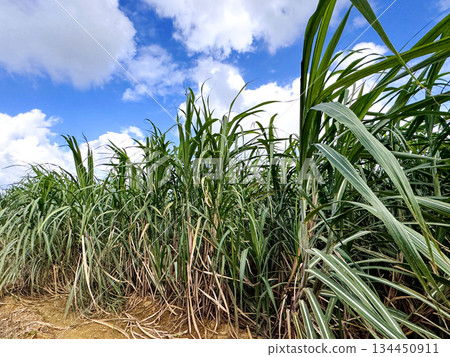 沖繩風光甘蔗田 134450911