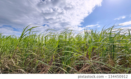 沖繩風光甘蔗田 134450912