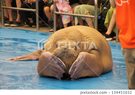 海象 海象 134451032