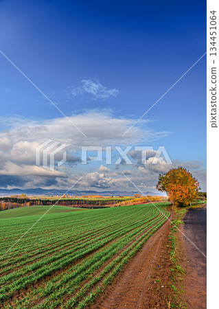 北海道美瑛的秋日山巒和變幻莫測的天空 134451064