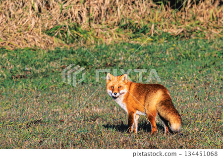 秋日草原與蝦夷赤狐:北海道野生動物 秋日草原與蝦夷赤狐:北海道野生動物 134451068
