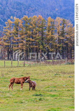 A scene of a mother and her baby horse growing up in nature A scene of a mother and her baby horse growing up in nature 134451074