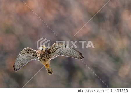 A female kestrel searching for prey A female kestrel searching for prey 134451263