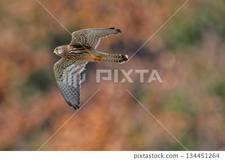 A kestrel soaring against the backdrop of autumn-colored mountains 134451264
