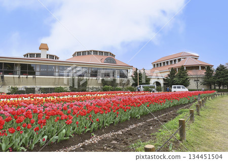 Cherry blossom trees in full bloom and colorful tulip fields at Fukaya Green Park (Aqua Paradise Patio) in spring Cherry blossom trees in full bloom and colorful tulip fields at Fukaya Green Park (Aqua Paradise Patio) in spring 134451504